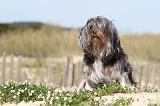 PETIT CHIEN LION 072